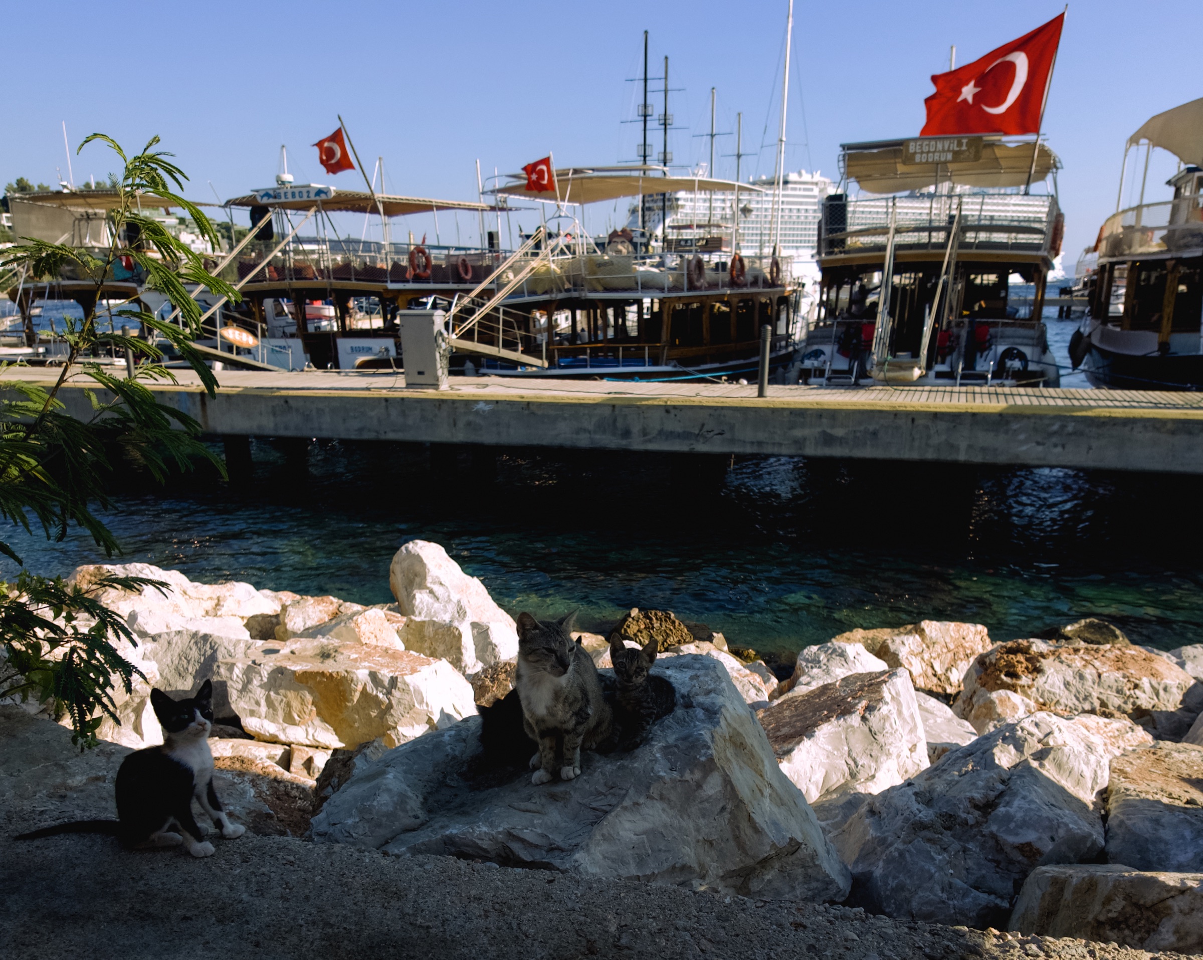 Three cats resting on white rocks beside boats in Bodrum harbour